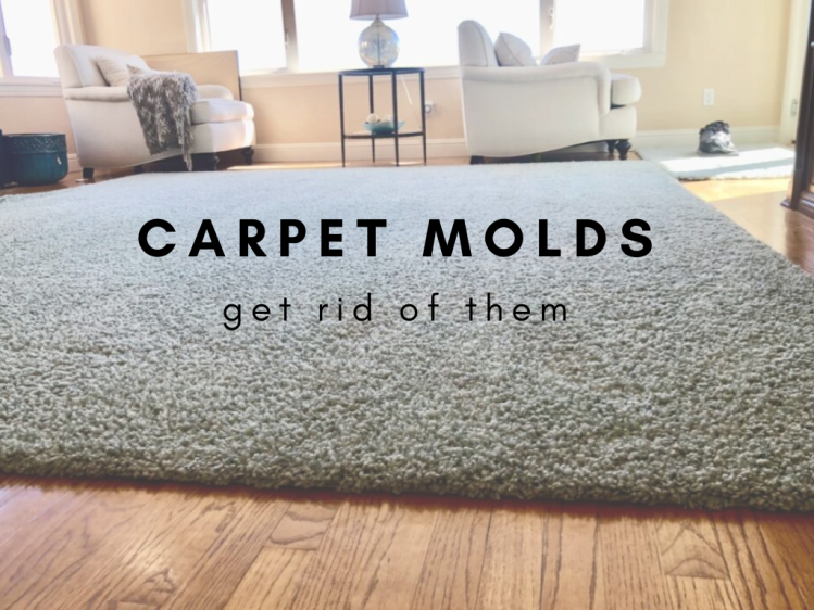 How to keep your carpets safe from molds? 